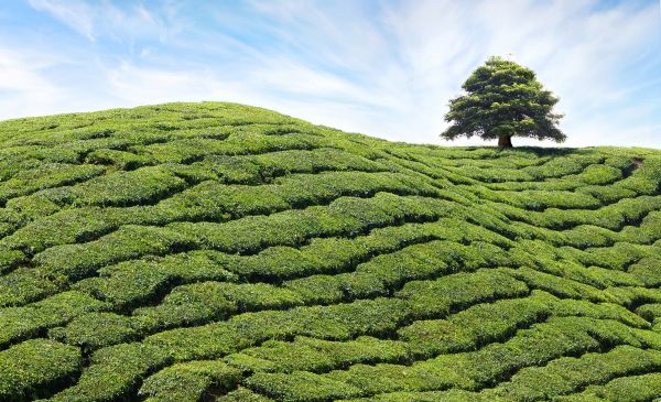 Cameron Highlands