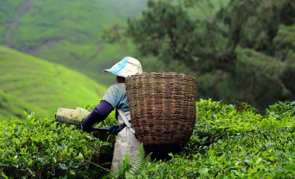 Cameron Highlands