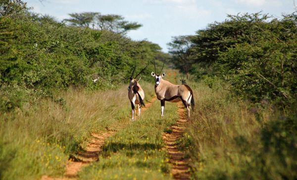 Waterberg: Waterberg Wilderness Lodge