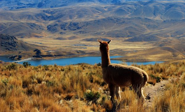 Veelzijdig Peru