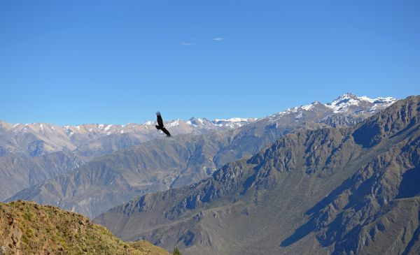 Colca Canyon