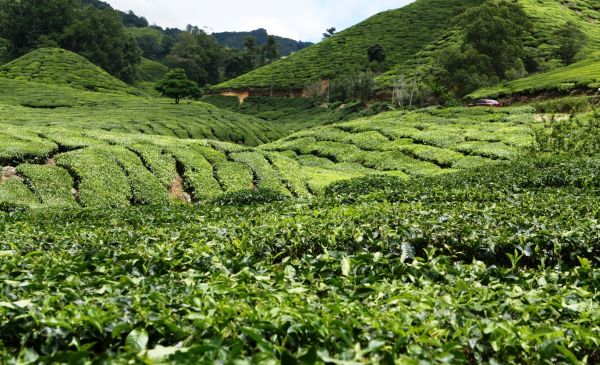 Cameron Highlands: Strawberry Park Resort