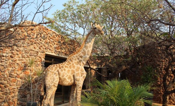 Etosha Zuid: Okutala Etosha Lodge