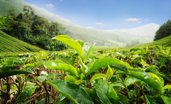 Cameron Highlands