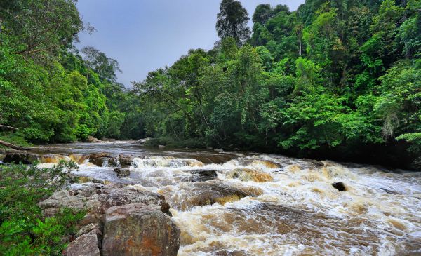 Taman Negara