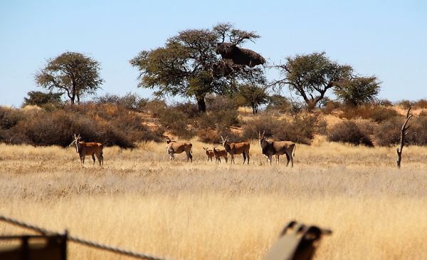 Kalahari: Kalahari Red Dunes Lodge