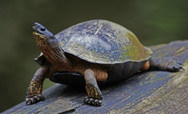 Tortuguero