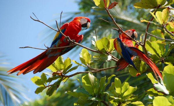 Op ontdekkingsreis in Costa Rica! 