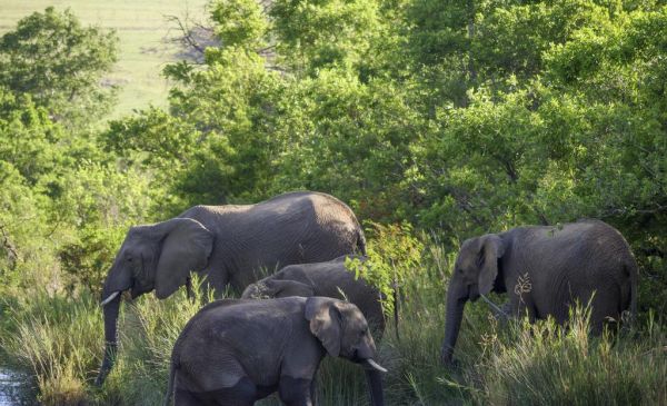 Nkomazi: Nkomazi Game Reserve
