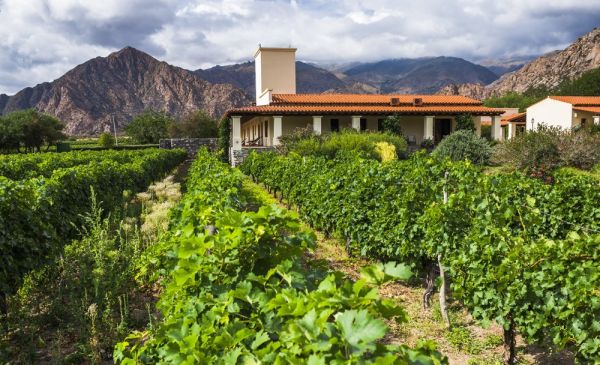 Cafayate: Viñas de Cafayate