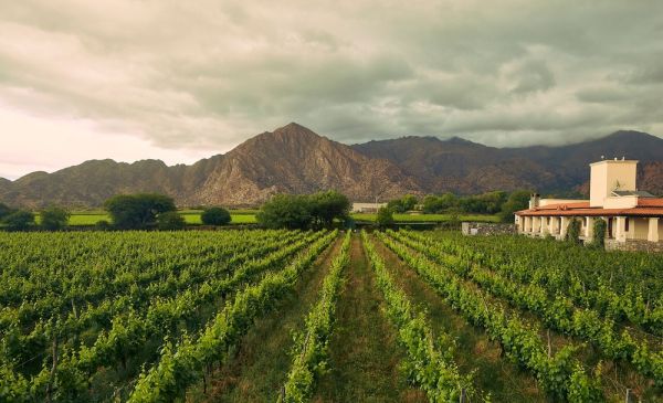 Cafayate: Viñas de Cafayate